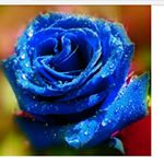 Profile Picture of Melissa (@mohland328) on Instagram