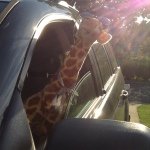 Profile Picture of Jerome Holmes (@jerome_iz_giraffe) on Instagram