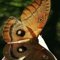 Profile Picture of Dawn Mcdowell (@dawn-mcdowell-2) on Quora