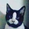 Profile Picture of Dave Lemon (@lemondavid) on Tiktok