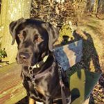 Profile Picture of Jamie 🐶  Labrador formel 1 (@jamie_winther) on Instagram