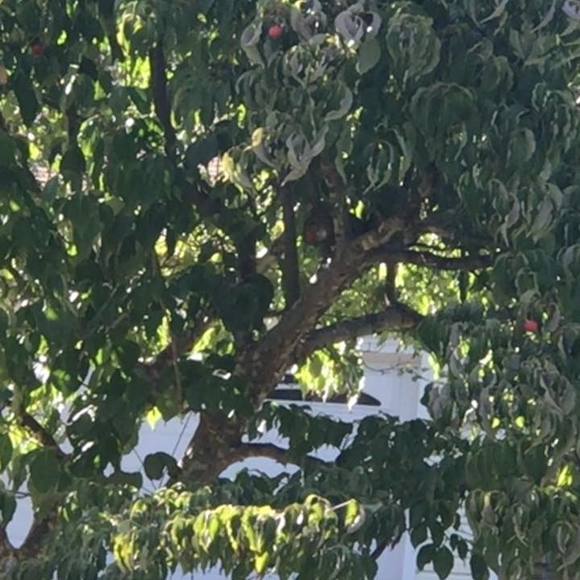 Profile Picture of Marcela Correa (@marcela1028) on Poshmark