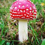 Profile Picture of Erik Guzikowski (@erikguzikowski) on Instagram