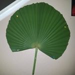 Profile Picture of Jeffrey Vanna (@bigbananaleaf) on Instagram