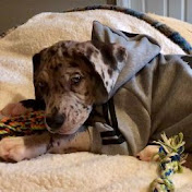 Profile Picture of David Murphy (@davidmurphy3841) on Youtube