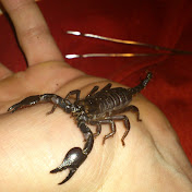 Profile Picture of Adrian Adamczyk (@adrianadamczyk498) on Youtube