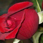 N. Calvert - Instagram Profile Picture of N. Calvert (@bue.summer85) on Instagram