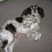 Profile Picture of Jessica Houlton (@jessicahoulton) on Pinterest