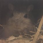 Profile Picture of Gentle Kenneth&Clem Fangdango (@gerbilton) on Instagram