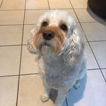 Profile Picture of Bonnie Wood (@bonbon_the_cockapoo) on Instagram