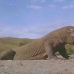 Profile Picture of thomas medi (@thomas.medi) on Instagram