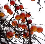 Profile Picture of Dinah Horning (@Dinah-Horning) on Facebook