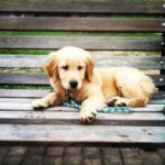 Profile Picture of Trevor Goodman (@trevorforeva) on Instagram