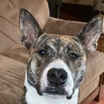 Profile Picture of Tracey🌸 (@tracey_albee) on Instagram