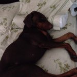 Profile Picture of Pharoah Hound (@lynnette_golding) on Instagram