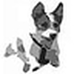 Profile Picture of Matt Randle (@jack_russell_terrier_uk) on Flickr