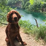 Profile Picture of Loreena ~ or just Lori ~ (@loreena_the_irish_setter) on Instagram