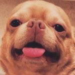 Profile Picture of chihuahua_patrick (@patrick_lovely_dog) on Instagram