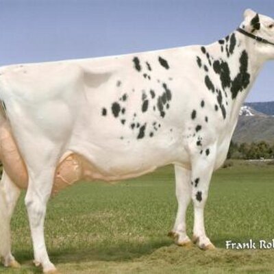 Profile Picture of CanyonBreeze (@CB_Holsteins) on Twitter