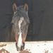 Profile Picture of Susan Keenan Bennett (@susanroseb) on Pinterest