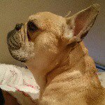 Profile Picture of Greg French Bulldog (@greg_the_frenchbulldog) on Instagram