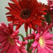 Profile Picture of Kim Rugg (@krugg) on Pinterest