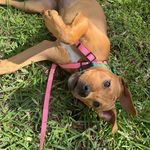 Profile Picture of “Lola” (@lola_thekeywestpup) on Instagram