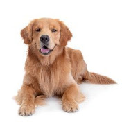 Profile Picture of Shelly Rowland (@shellyrowland3065) on Youtube