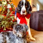 Profile Picture of Percy and Rudy (@percy.rudy) on Instagram