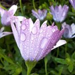 Profile Picture of Robert Bent (@bentbitz) on Instagram