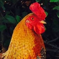 Profile Picture of Douglas Shuff (@artguy8) on Pinterest