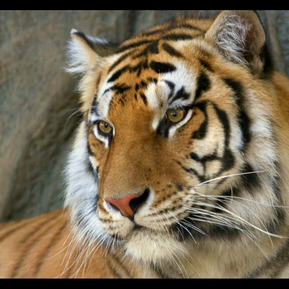 Kristina Walters - Poshmark Profile Picture of Kristina Walters (@tigerlovr) on Poshmark