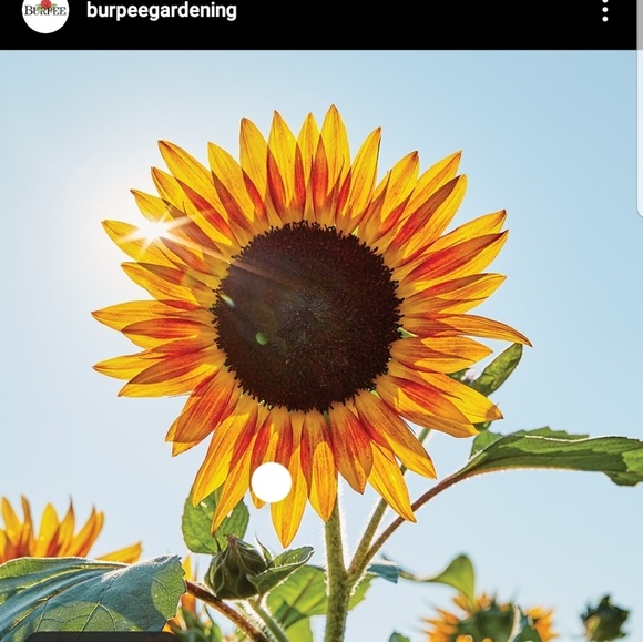 Profile Picture of Robin Parnell (@robinparnell) on Poshmark