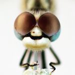 Profile Picture of Bryan Mansell | Macro Wildlife (@bryanmansellphotography) on Instagram