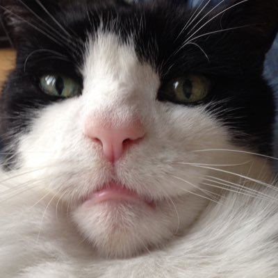 🇬🇧 POPS YOSH-34  🏁 ヨシムラ 34 - Twitter Profile Picture of  🇬🇧 POPS YOSH-34  🏁 ヨシムラ 34 (@popsyosh34) on Twitter