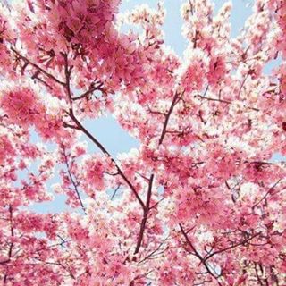 Profile Picture of Clarisa Camacho (@Clarisa-Camacho) on Facebook