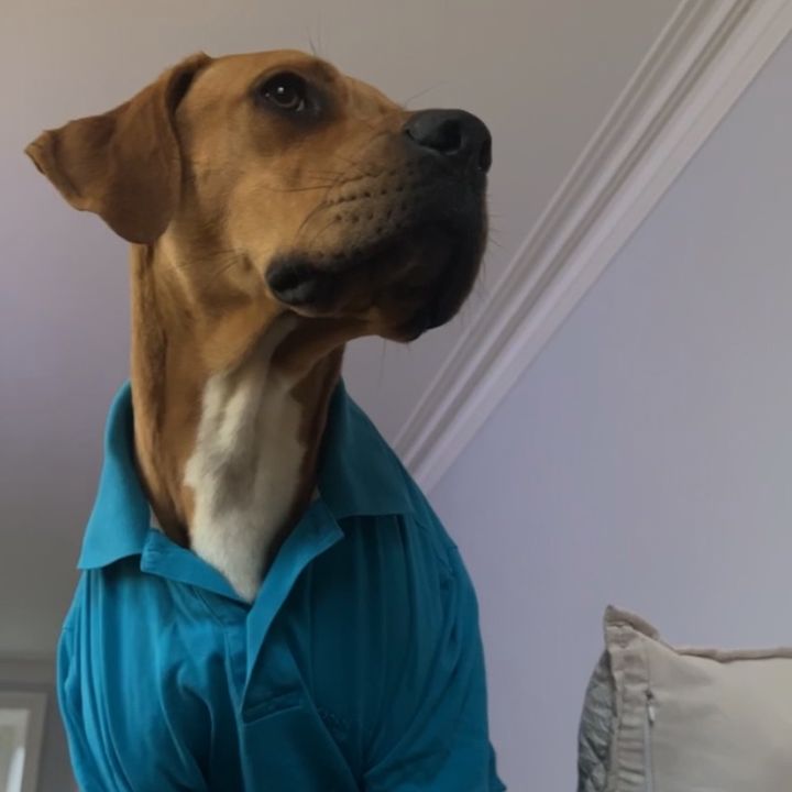Profile Picture of louisgino22 (@louisgino22) on Tiktok