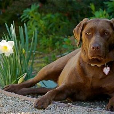 Profile Picture of Chanel Mitchell (@ChanelMitchell4) on Twitter