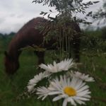 Profile Picture of Carly Leininger (@carlyleininger) on Instagram