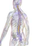 Profile Picture of Spinal cordon Wikipedia