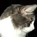 Profile Picture of Laurel Ackerman (@lfackerman) on Pinterest