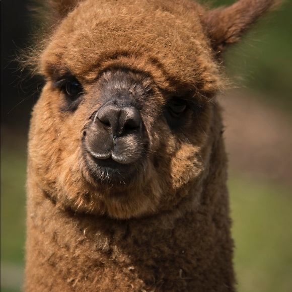 Profile Picture of Emily Zhang (@oceanblushemily) on Poshmark