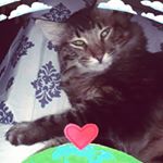 Profile Picture of Cynthia Tyler (@cynthia.tyler.545) on Instagram
