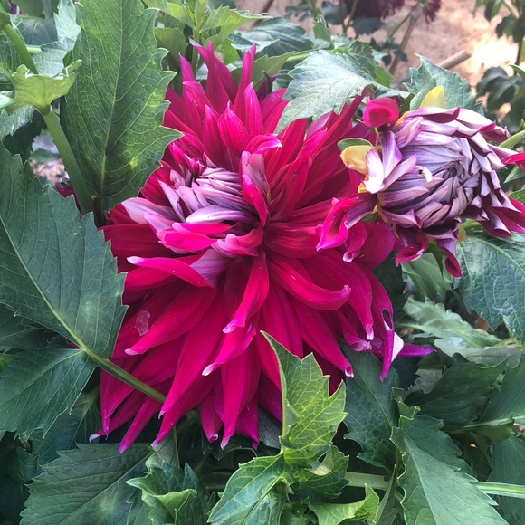 Profile Picture of Christina Thorsted (@houseocats5) on Poshmark