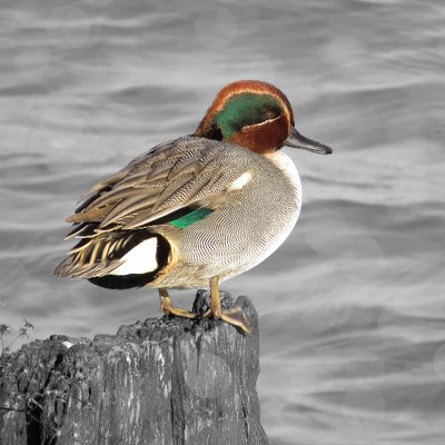 Profile Picture of Eric Barlow (@wwbirdman) on Twitter