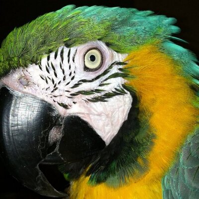 Profile Picture of Bernard (@LanetteHarvey) on Twitter