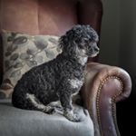 Profile Picture of Russelline Steinbuhler Photogr (@russelline_steinbuhler) on Instagram
