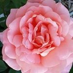 Profile Picture of Barbara Ehling (@barbaraehling) on Instagram