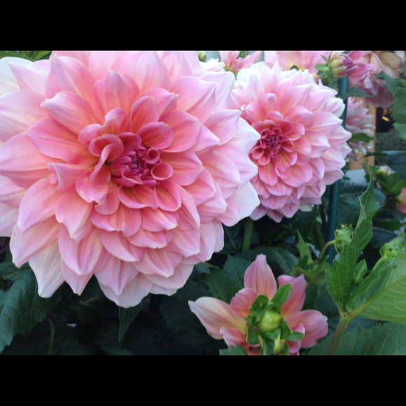 Profile Picture of Linda Quasney (@lrquasney) on Poshmark