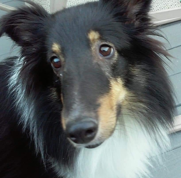 Profile Picture of Sheri Suleski (@readmylegs) on Poshmark